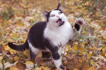 Котик, Пикабу