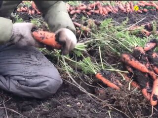 Вирощування моркви, скріншот відео