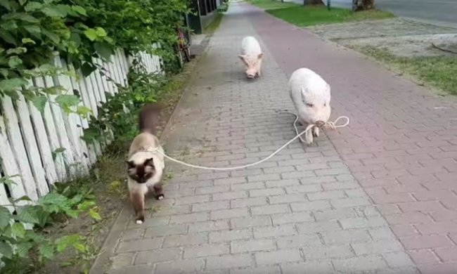 Свинья выгуляла кота на поводке