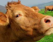 Лейкозом по электростанции: селяне зарубили перспективный проект