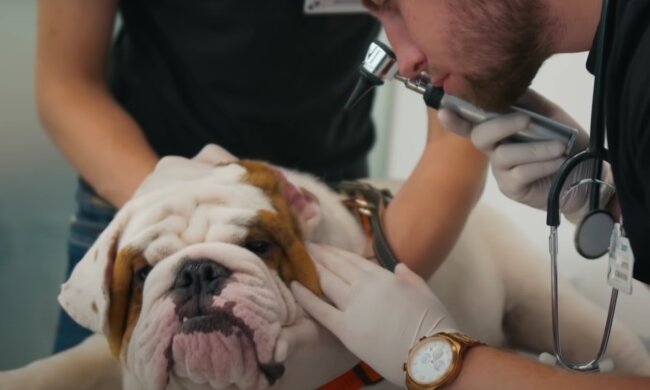 Прием у ветеринара. Фото: скрин youtube