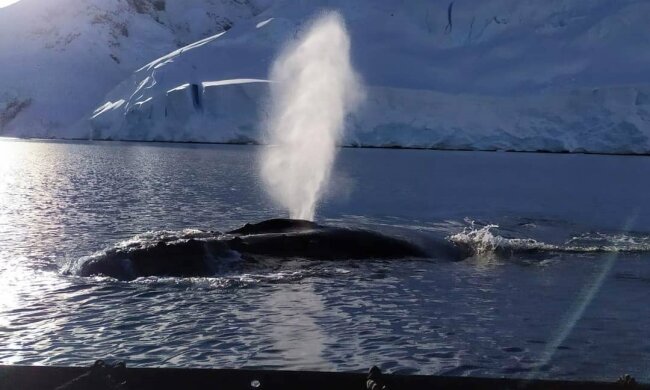 киты, фото с instagram.com/antarcticcenterua