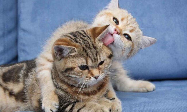 Анекдоти на 1 вересня не дадуть засумувати через літо, яке пройшло