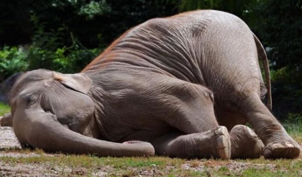 Слониху навчили засинати після колискової