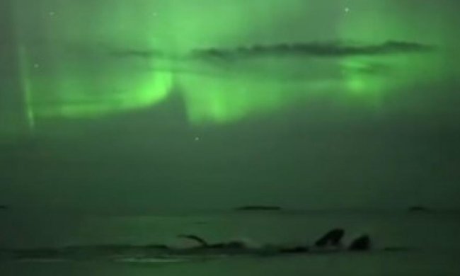 Норвежский оператор снял купания китов под северным сиянием (видео)