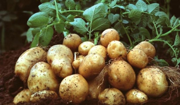 В северных областях Украины неурожай картофеля