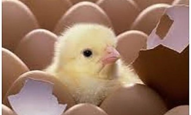 Украина перекрыла транзит яиц из Турции в Россию