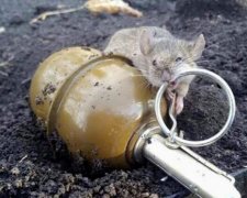 Боевая мышь бойцов АТО покорила сеть