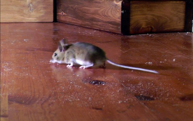 Мышь. Фото: скрин youtube