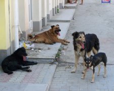 В Кропивницком бродячие псы чуть не разорвали ребенка: вакцины от бешенства не нашлось