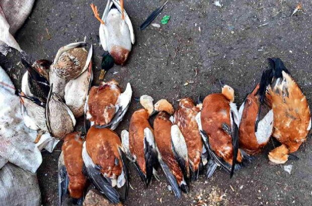 У заповіднику "Асканія-Нова" знайшли загиблих птахів, фото: kherson-news