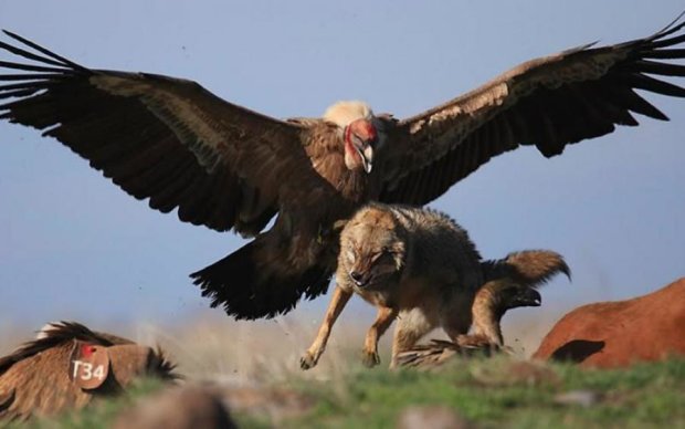 Орлы взбесились: ужасные нападения диких птиц сняли на камеру