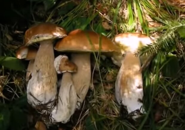 Білий гриб, скріншот: YouTube