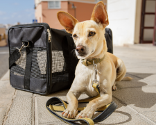 Перевезення тварин. Фото з відкритих джерел