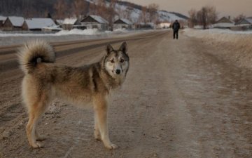 Больные подонки: в Киеве собак убивают изощренным способом