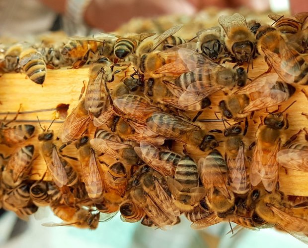 бджоли