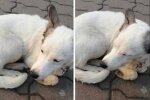 Загубився пес, фото: Facebook Реєстр собак Івано-Франківська