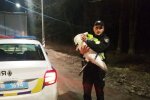 Поліцейські врятували лебедя, фото: Facebook