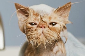 Коты во время купания переживают стресс