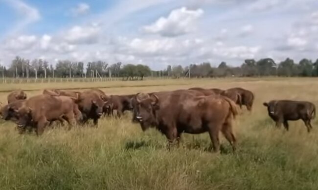 Зубри, скріншот