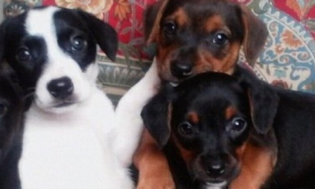 Британская учительница продает щенков-террористов