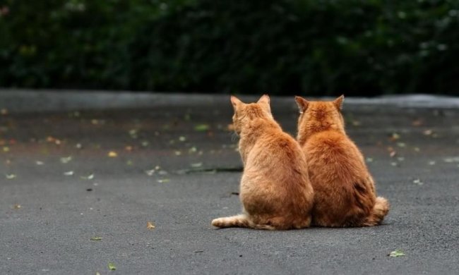 Психиатры исследовали синдром "подмены кота"