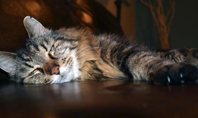 Пухнастого любителя сиру визнали найстарішим котом у світі