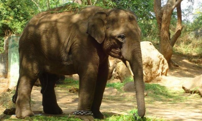 Благі наміри: Памела Андерсон врятувала майбутнього вбивцю