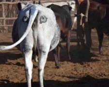 "Очі" на стегнах рятують життя коровам
