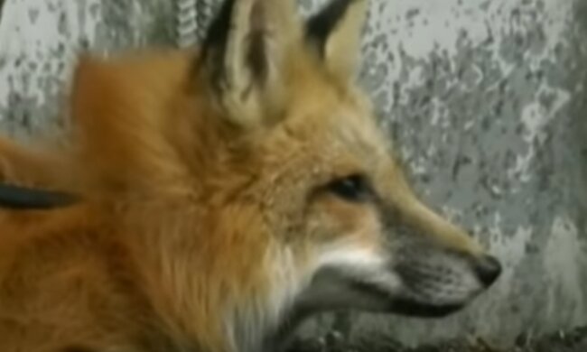 Скрин видео YouTube