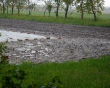 Тернопільщина ризикує залишитися без врожаю - селяни ридають над побитими градом городами