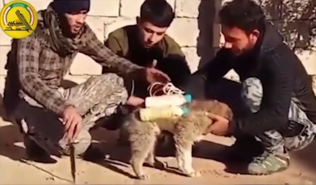 Боевики ИД подбросили иракским солдатам щенка со взрывчаткой
