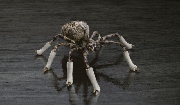 Павук наклав собі гіпс на зламану ногу