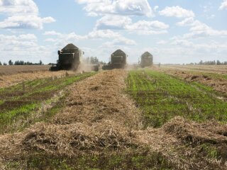 збір урожаю, фото: Уніан