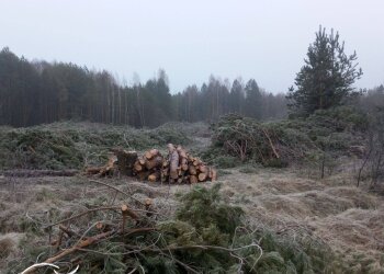 незаконная вырубка деревьев