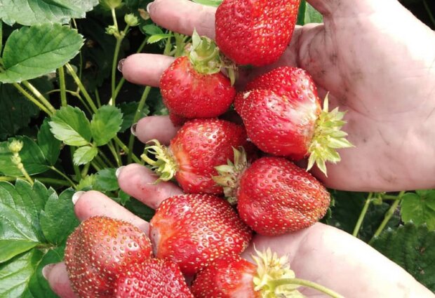 Основные правила ухода за клубникой в июле и августе: ваши ягоды будут в полной безопасности