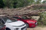 Дерево упало на припаркованные авто на Подоле, Киев