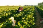 Заробітки у Польщі, кадр з відео