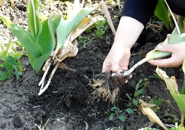 Выкапывание луковиц тюльпанов, скриншот видео