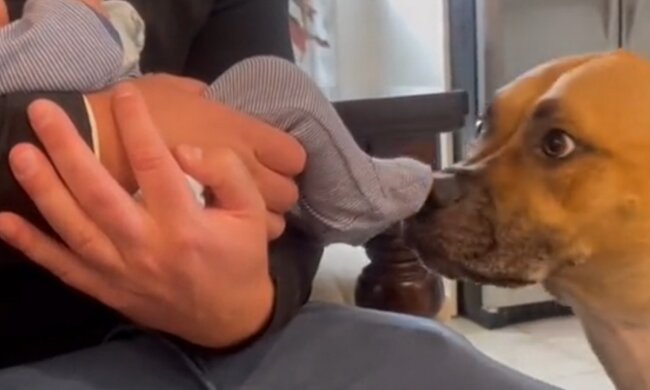 Собака і малюк