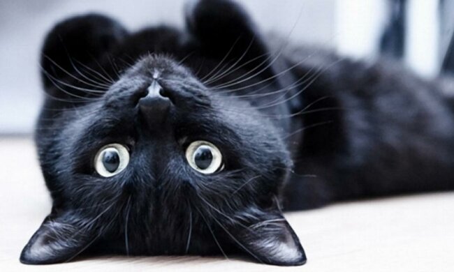 Кот решил, что он змея