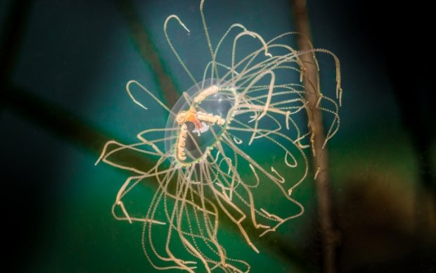 Биологи нашли уникальную медузу