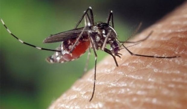 Комарі масово заражають дітей вірусом Зіка