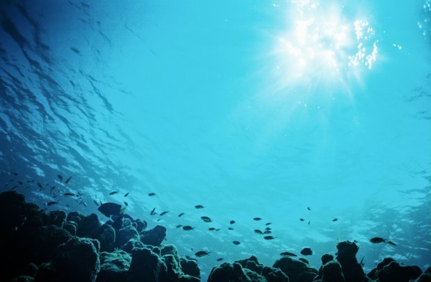 На дні океану вчені виявили найзагадковішу істоту: "Ця штука випливла з темряви"