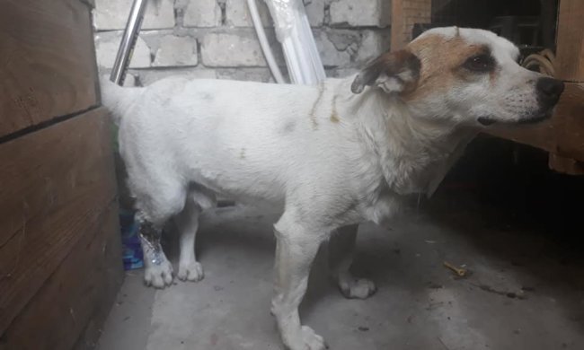 Под Днепром нашли изувеченную людьми собаку: "скулила от боли", дикие кадры