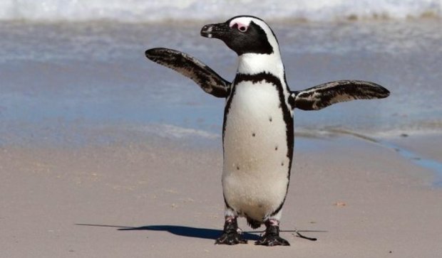 Пингвин из тбилисского зоопарка сбежал в Азербайджан