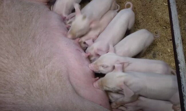 Свинки на фермі, скріншот: Youtube
