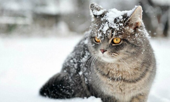 Котик, фото - Pinterest