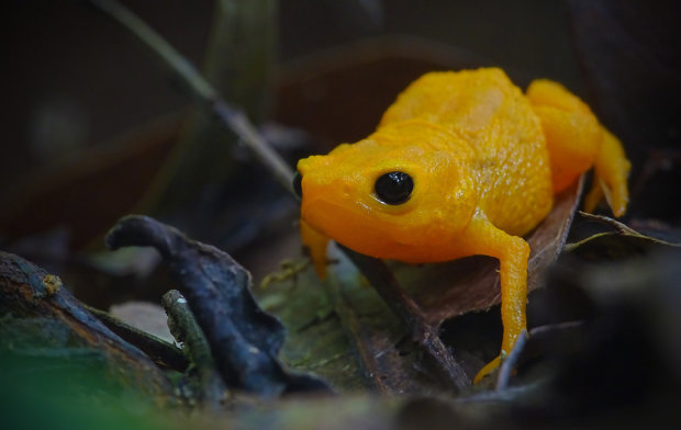 В тропических лесах обнаружили уникальную, светящуюся лягушку: общение с собратьями