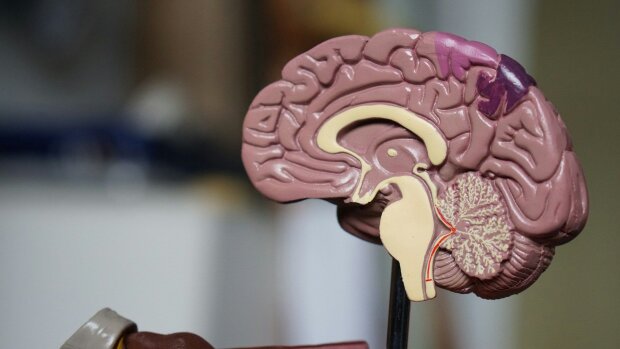 Людський мозок